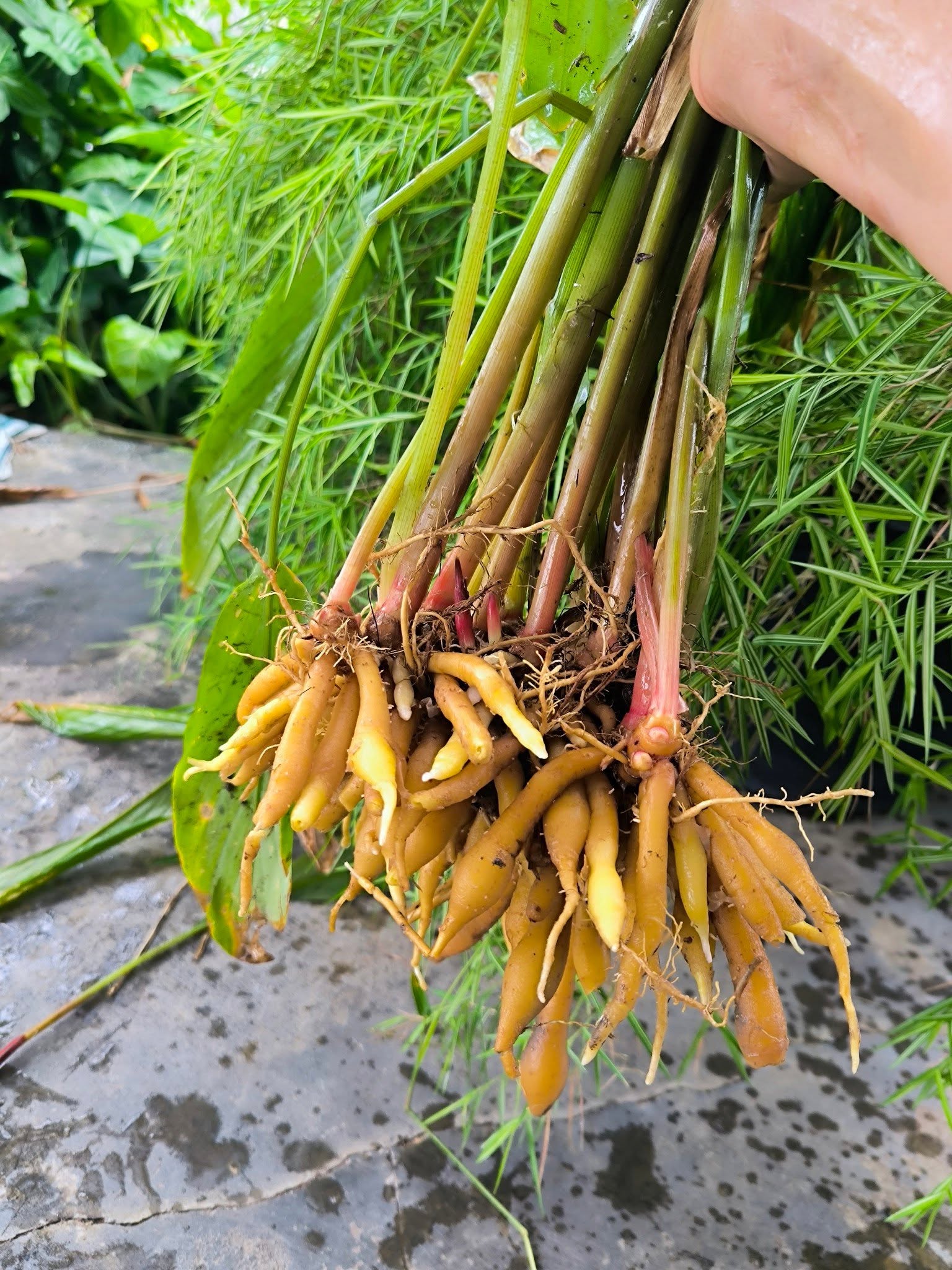 Fingerroot