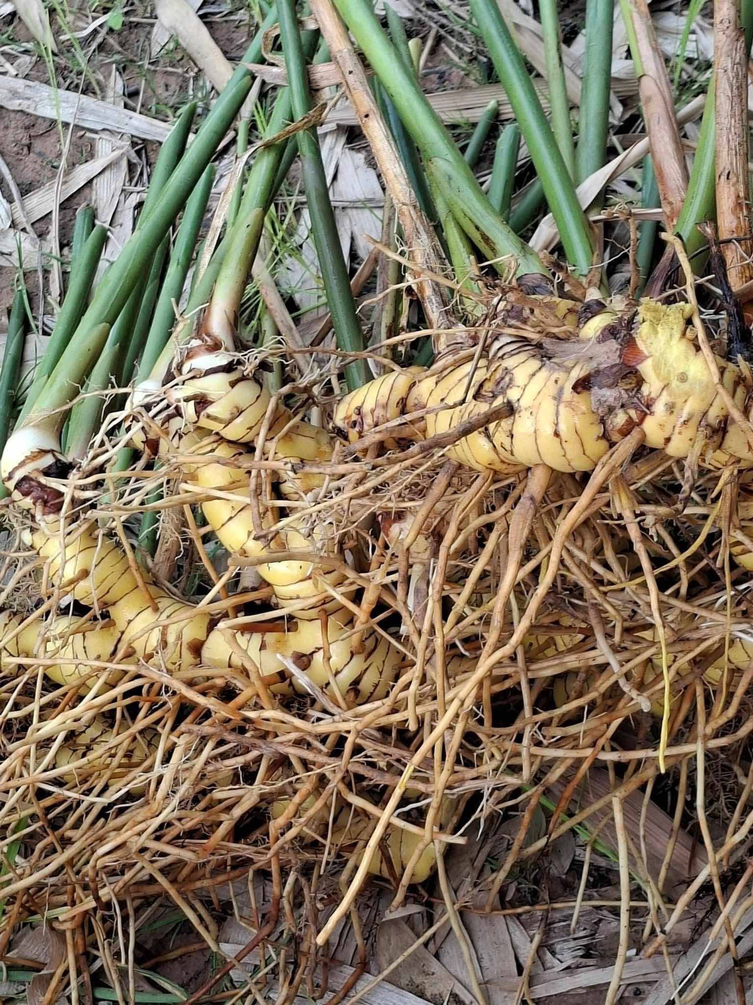 Yellow Galangal