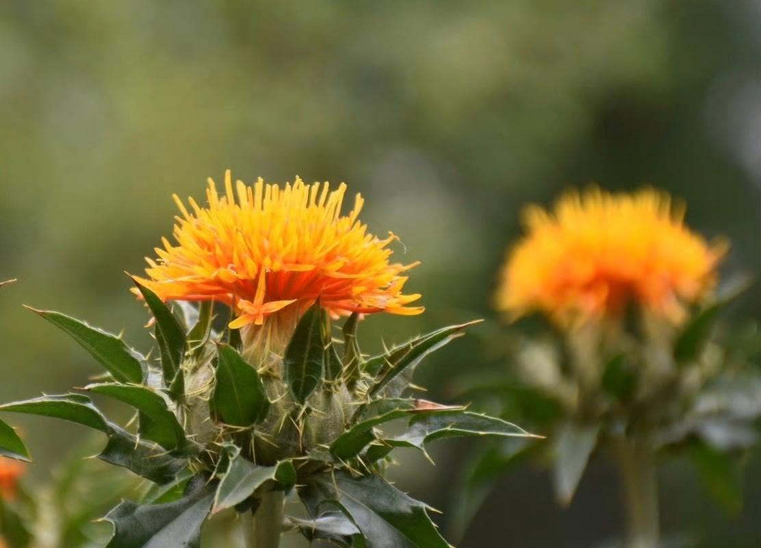 A safflower head inside its spiny bracts