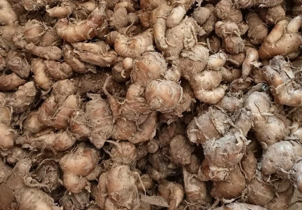 Fresh sand ginger rhizomes