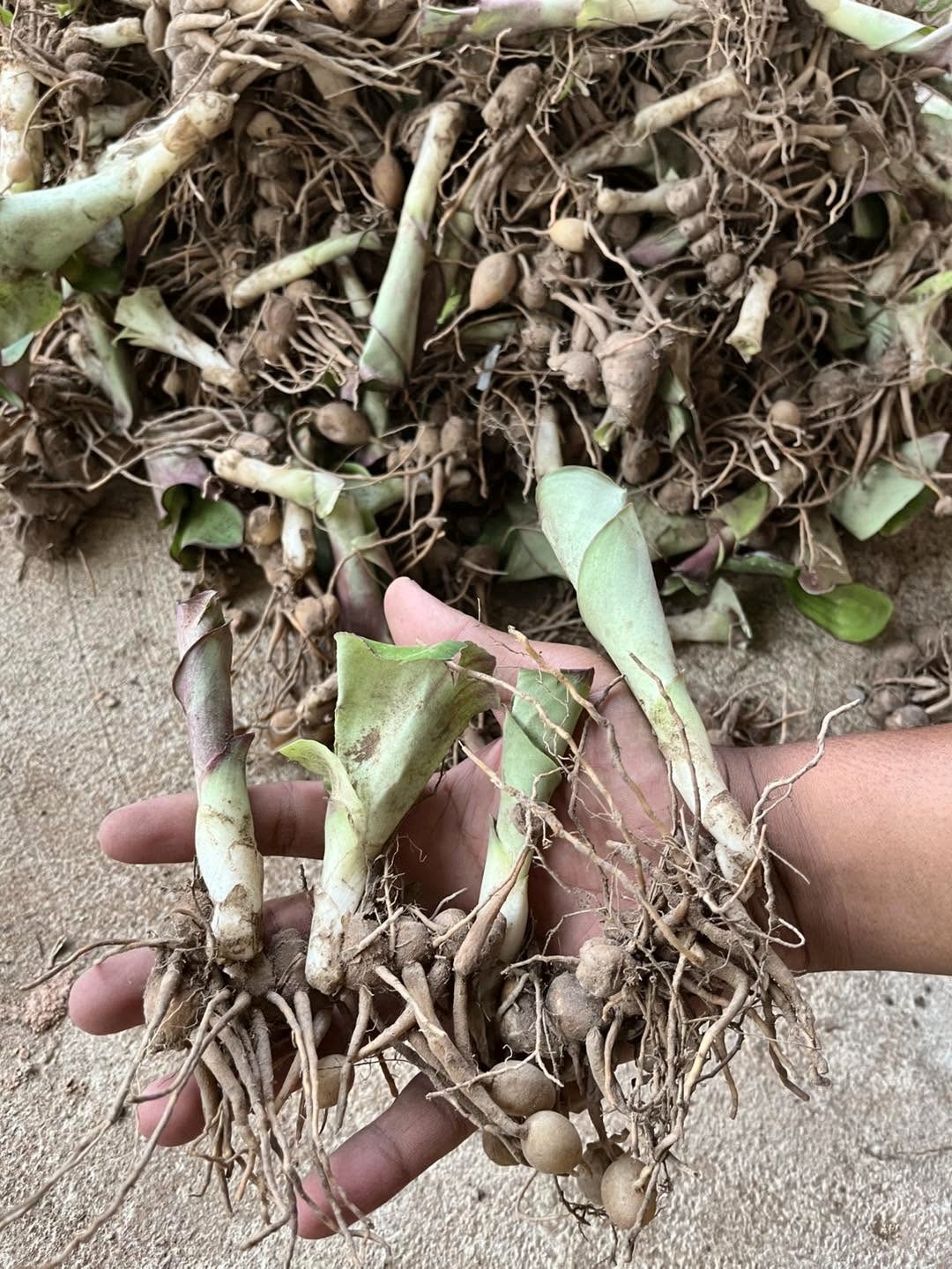 Freshly dug plants with their small rhizomes