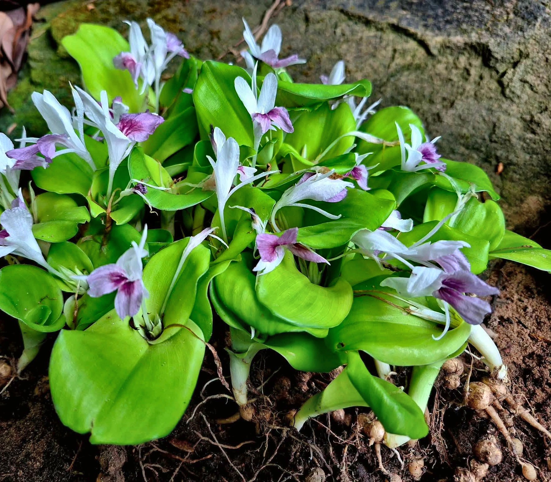 Sand ginger in flower