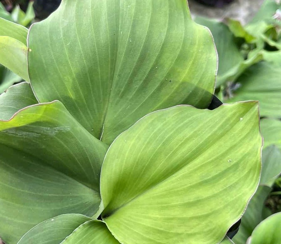 Broad leaves that lie close to the ground