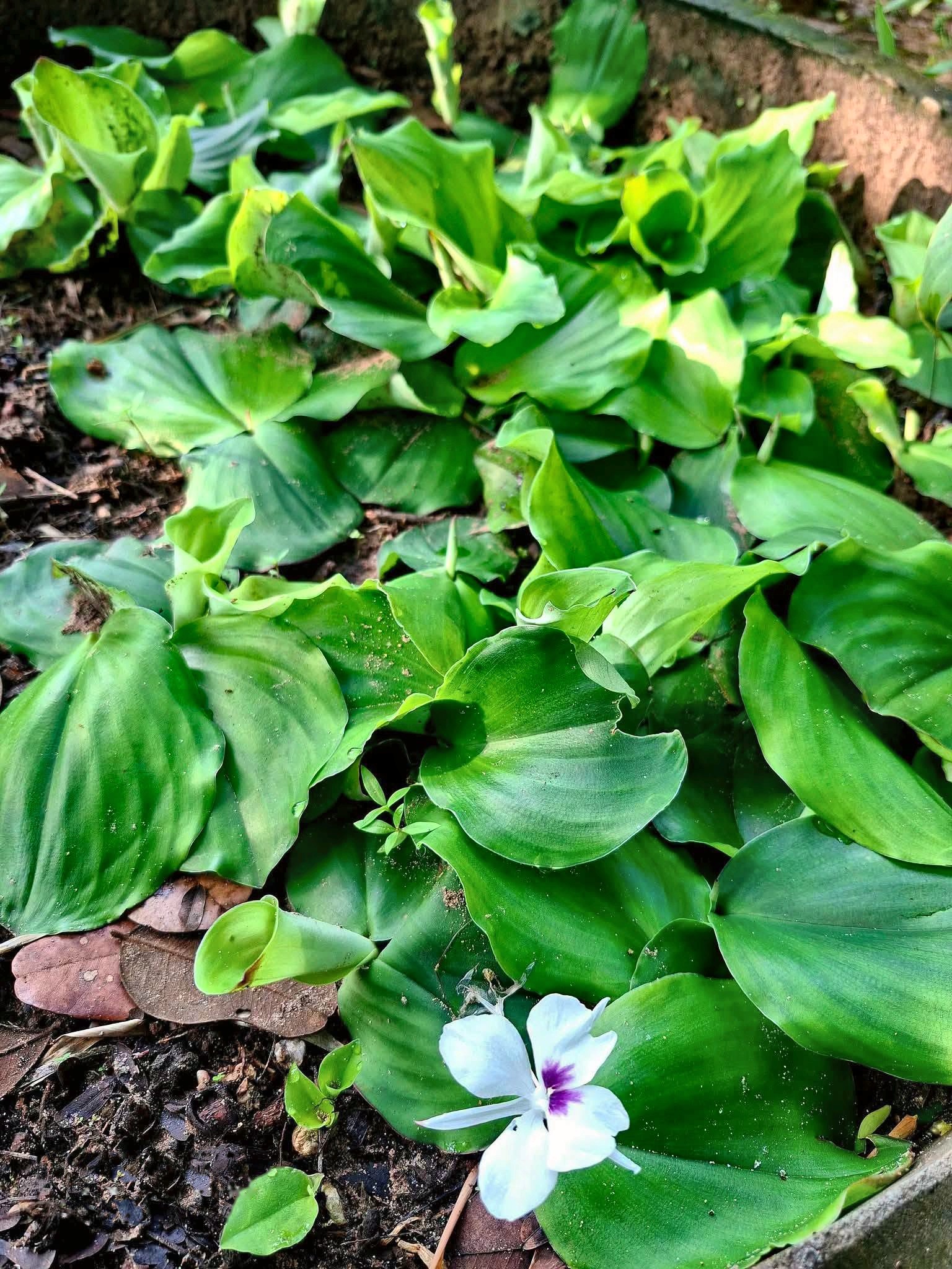 Sand Ginger · Kaempferia galanga
