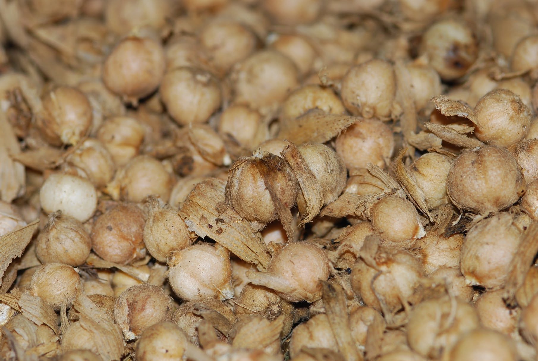 Gousses de cardamome thaïe séchées : rondes, pâles et légèrement striées