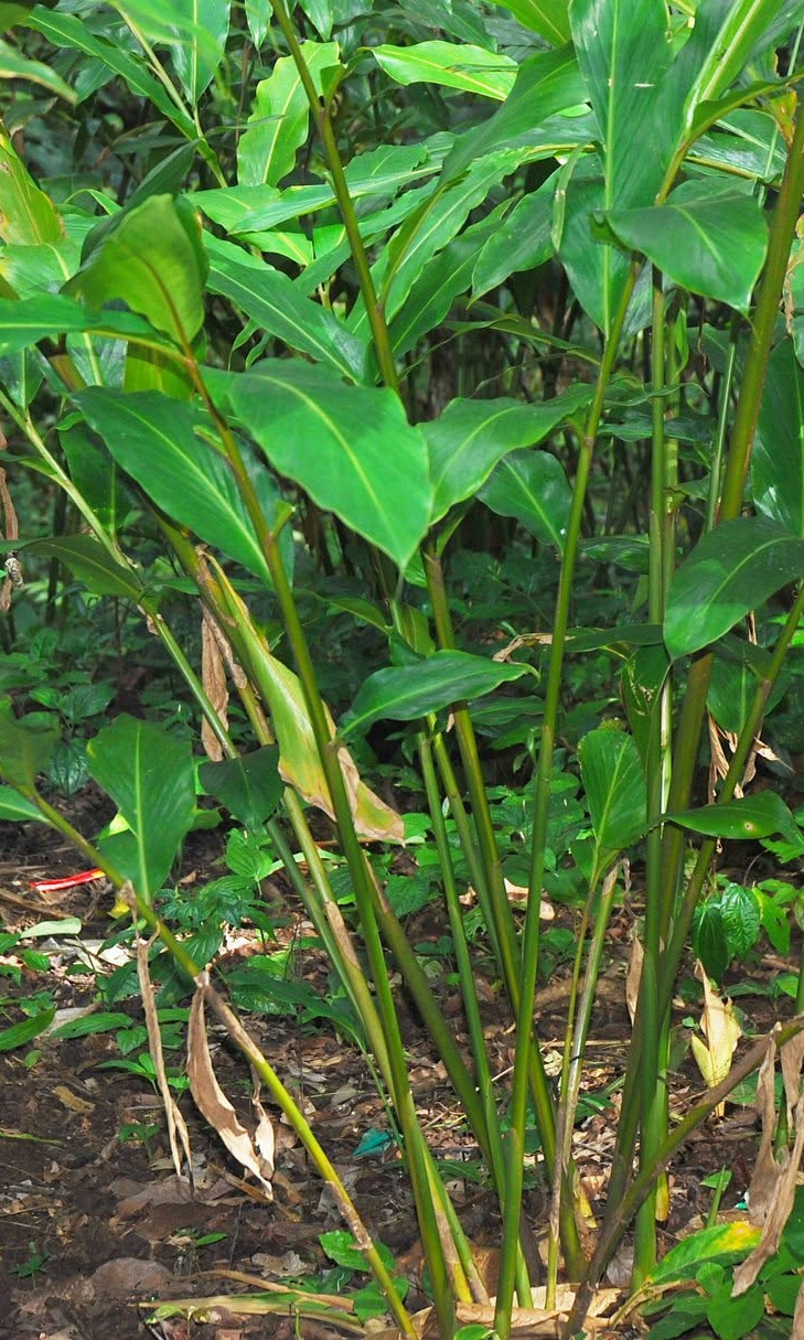Cardamome thaïe · Wurfbainia testacea