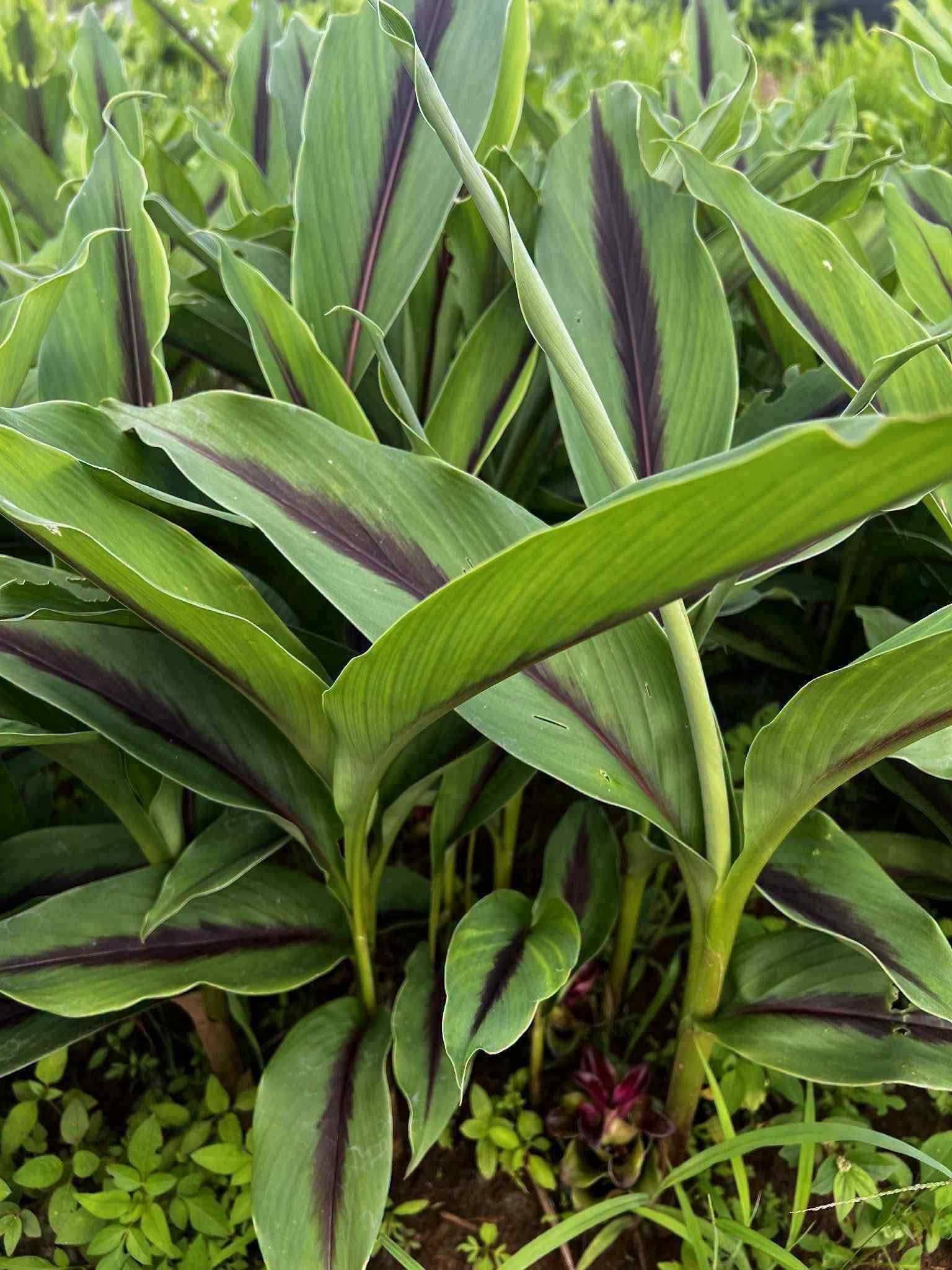 Curcuma aromatica plants with purple-striped leaves