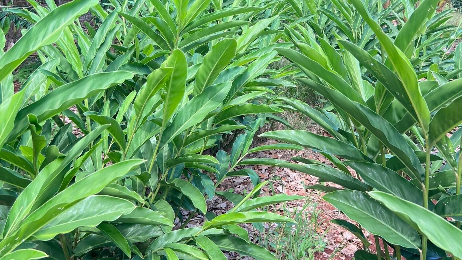 Rows of galangal plants growing between fruit trees