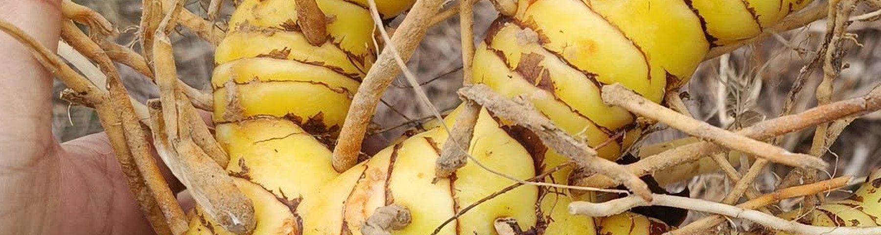 Freshly dug yellow galangal rhizomes with ringed skin and fine roots