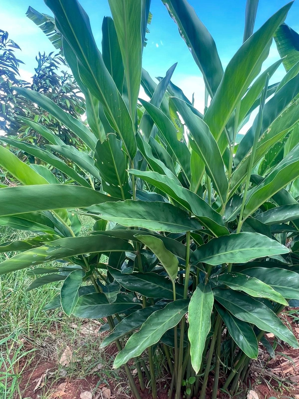 Greater galangal plant and rhizome