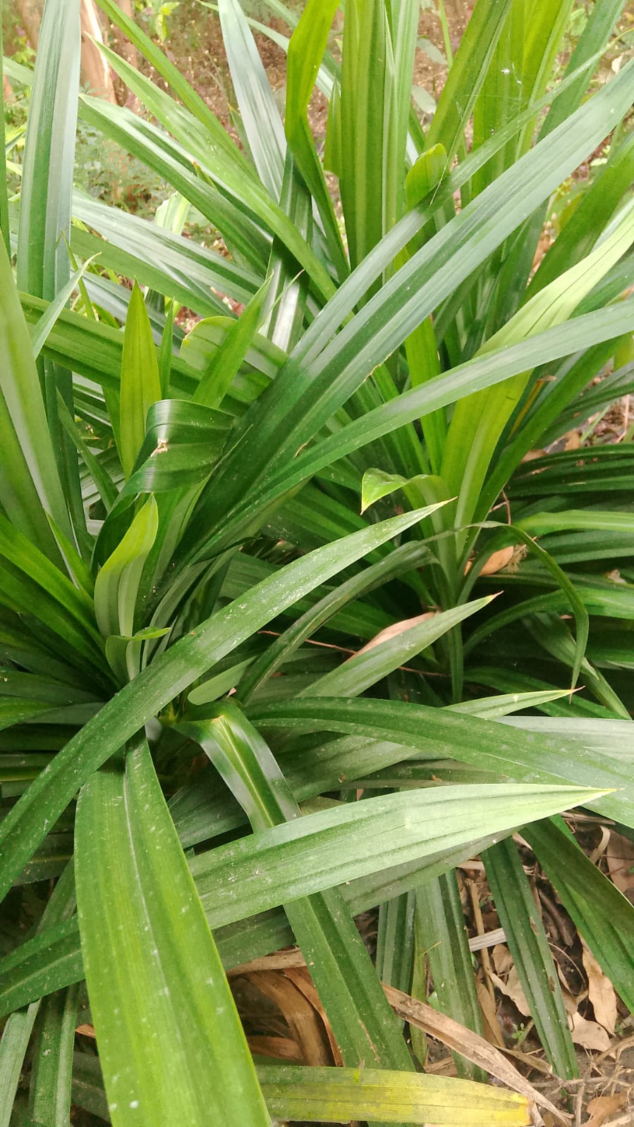 Pandan plant with long aromatic leaves