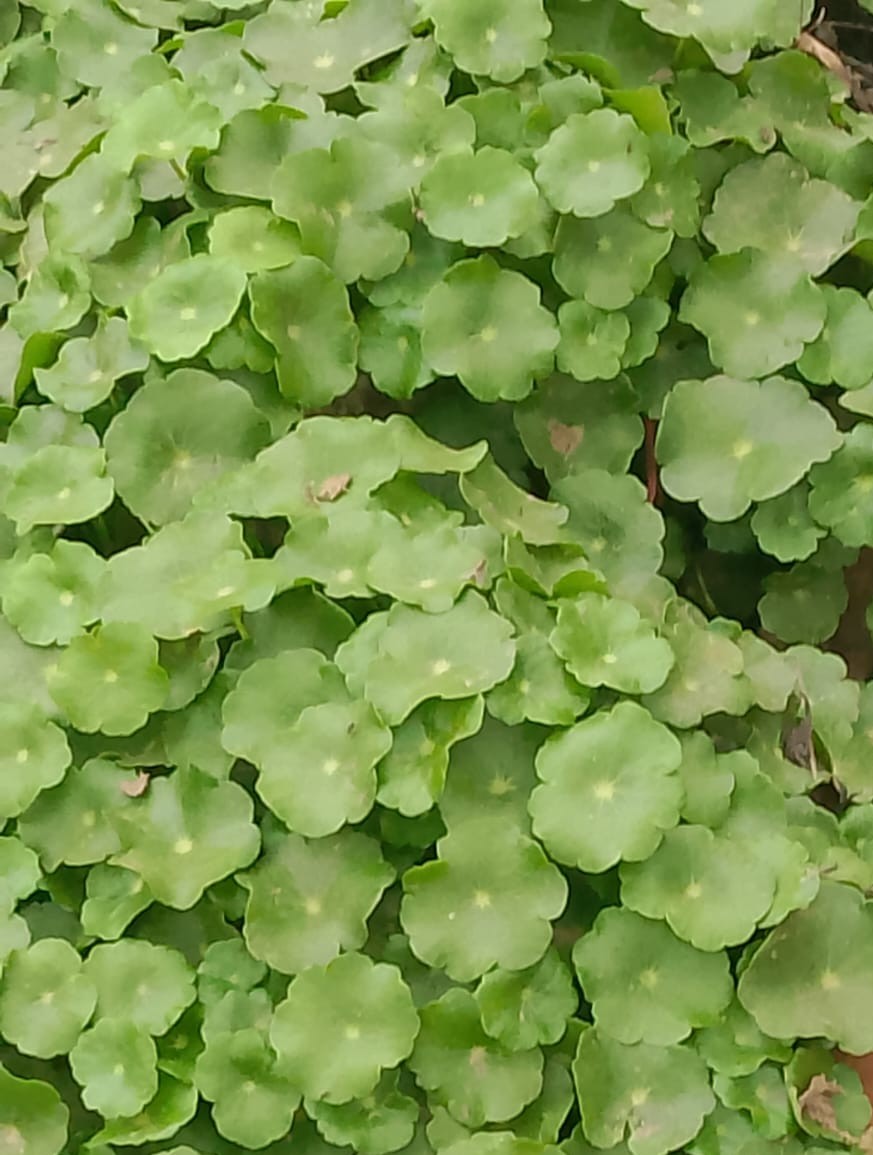 Gotu kola plant with round green leaves