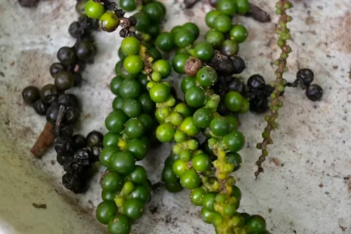 Pepper vine with ripening fruit clusters