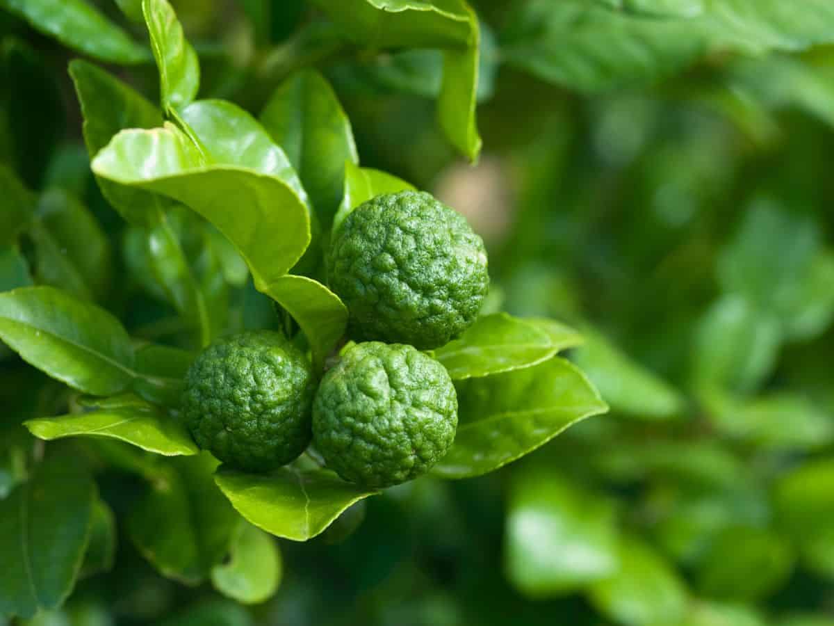 Makrut lime tree with fruit and double leaves