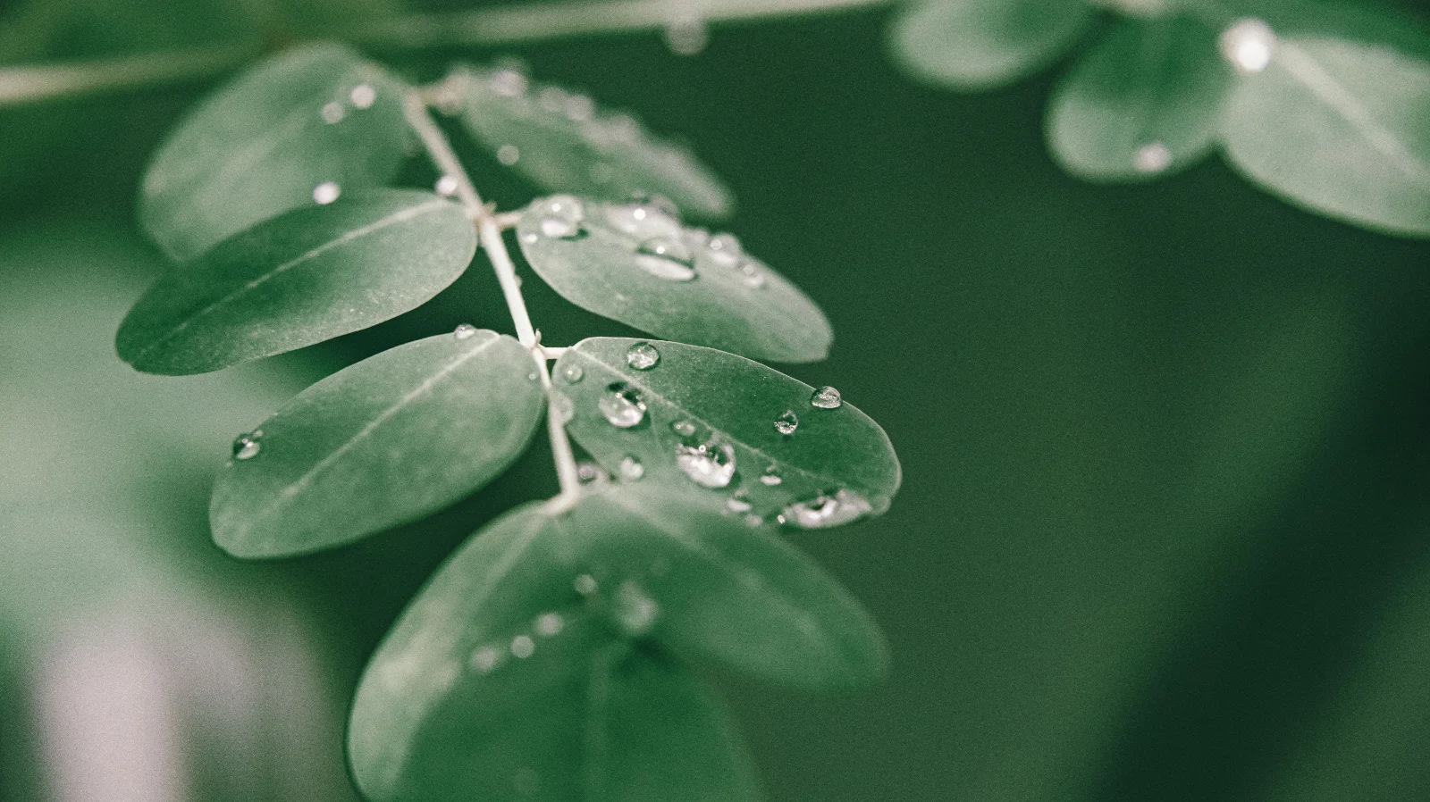 Moringa tree branch with small green leaflets