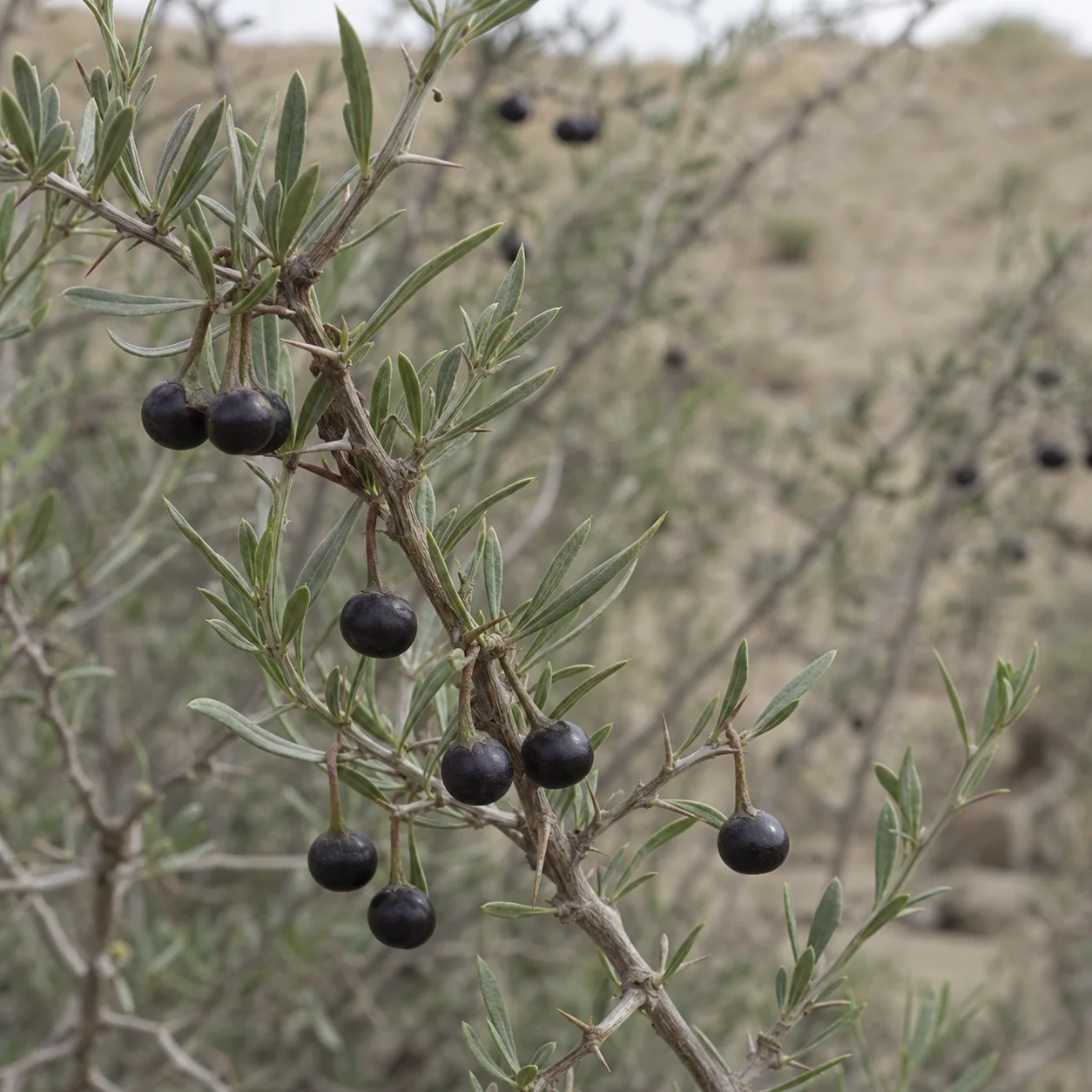 Black goji shrub branch with dark berries
