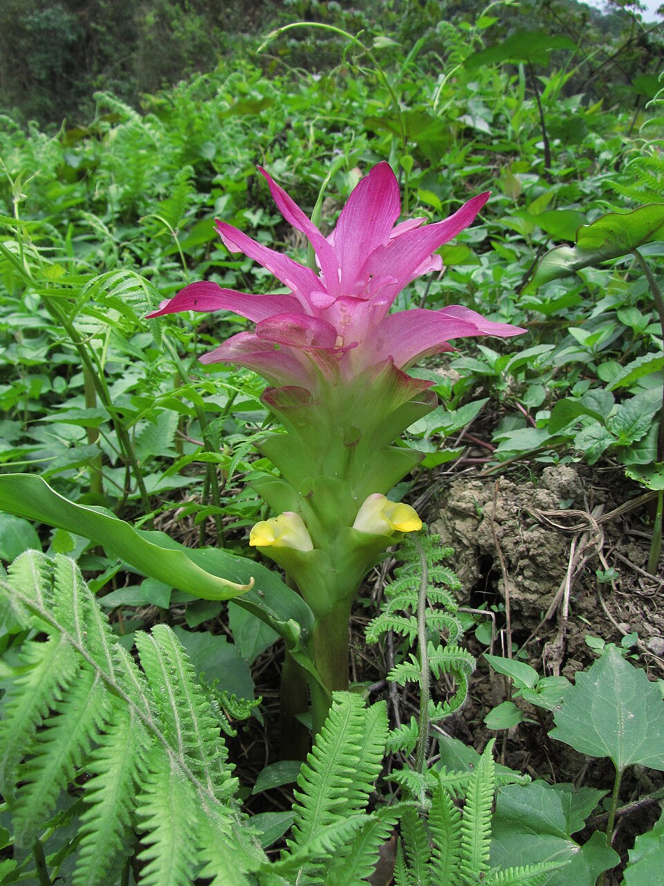 Wild turmeric plant and rhizome